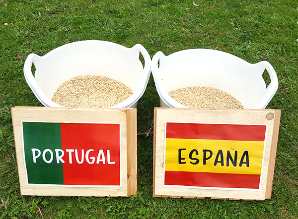 La cabra Pepa predice el ganador del partido España Portugal